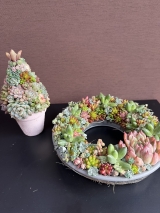 多肉植物寄せ植え講座